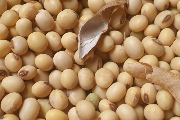 soya beans